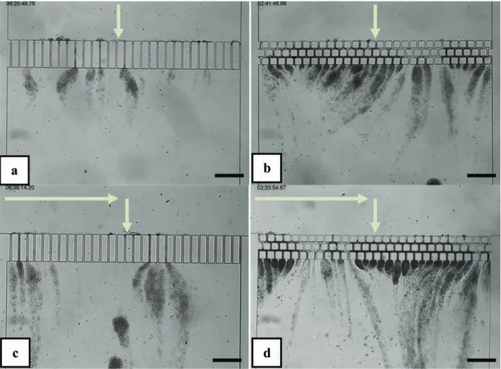 Figure 3. Observation of bacterial development for four diﬀerent conditions after 2 h ﬁltration