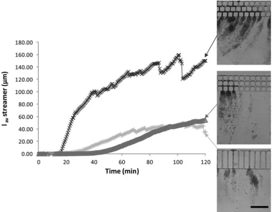 Figure 10. Average streamer length in mm vs time for the diﬀerent 10-mm channel geometries in dead-end mode: 6: staggered channels; D: connected channels; þ: straight channels