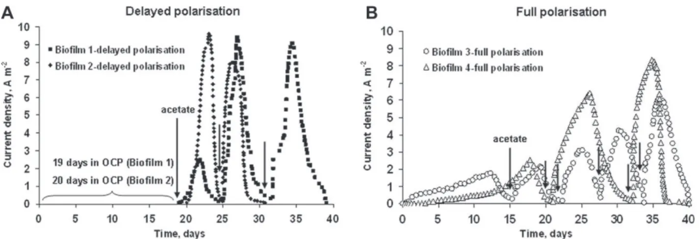 Fig. 4. Cyclic voltammograms (1 mV s ÿ1 ) recorded at different days around maximal current production on: (A) biofilm formed by delayed polarisation (Fig
