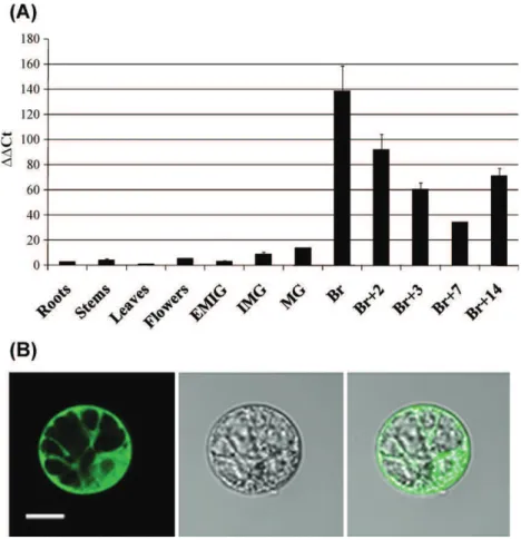 Fig. 1. Expression pattern and sub-cellular localization of SlscADH1. (A) Expression analyses were carried out by quantitative real-time RT-PCR using RNA samples extracted from various tissues of wild type tomato