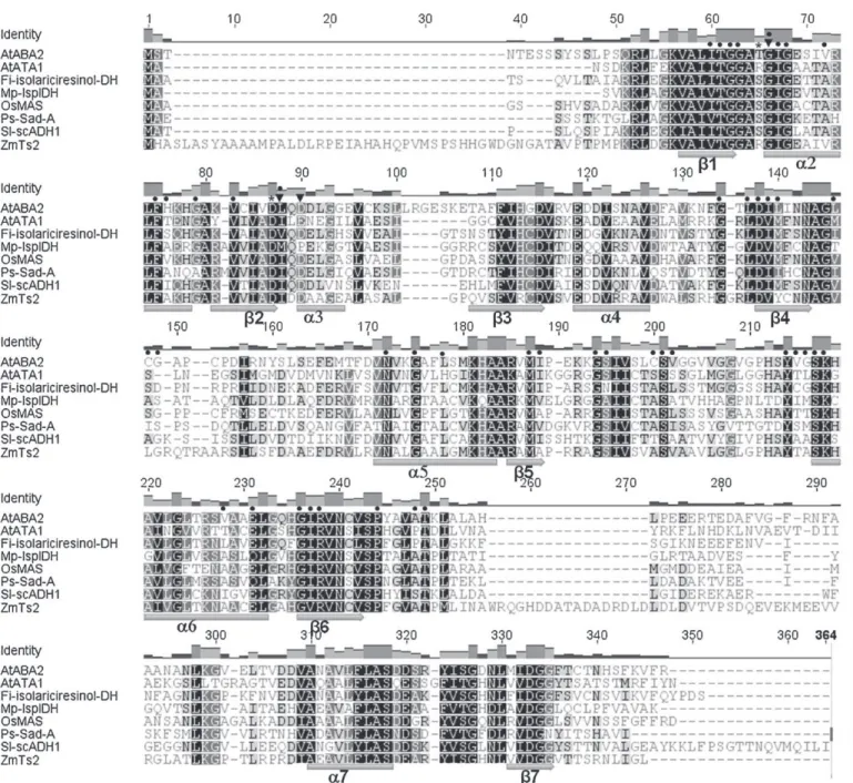 Fig. 3. Amino acid sequence alignment of Solanum lycopersicum SlscADH1 (SGN-U2133299) with closely related full length sequences of abscisic acid deficient2 (ABA2) of Arabidopsis thaliana (AT1G52340.1), ATA1 of A
