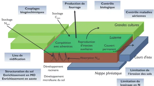Figure 3 : Processus écologiques et agronomiques liés à la luzerne (d’après Berthet E)