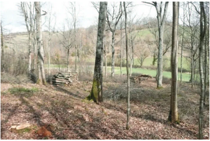 Fig. 2. Understory with cut of coppice for firewood and with reserved oak standards.