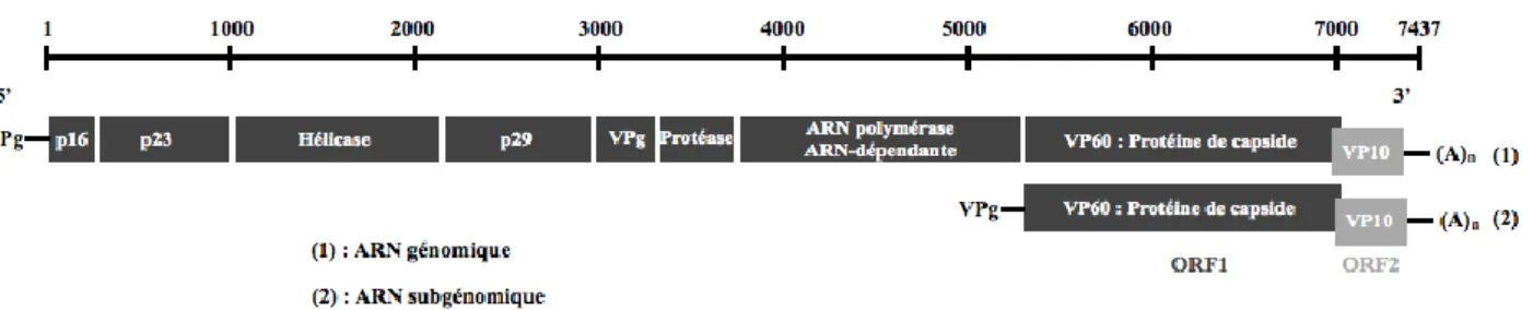 Figure 2 : Représentation schématique des ARNs génomiques et subgénomiques du RHDV. 