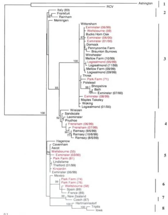 Figure  7  :  Arbre  phylogénétique  (Neighbor  joining,  1000  réplicas)  utilisant  les  séquences  partielles  de  protéines  de  capside  61  souches  de  RHDV