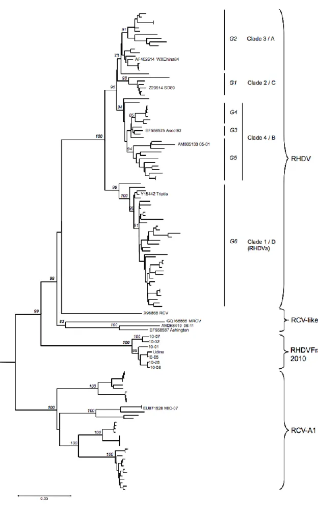 Figure  8  :  Arbre  phylogénétique  (Neighbor  Joining,  1000  réplicas)  utilisant  les  séquences  nucléotidiques  du  gène  de  la  VP60,  isolées  chez  124  lapins