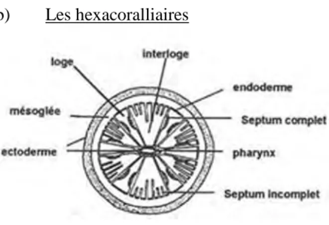 Figure 5: Schéma d’un hexacoralliaire 