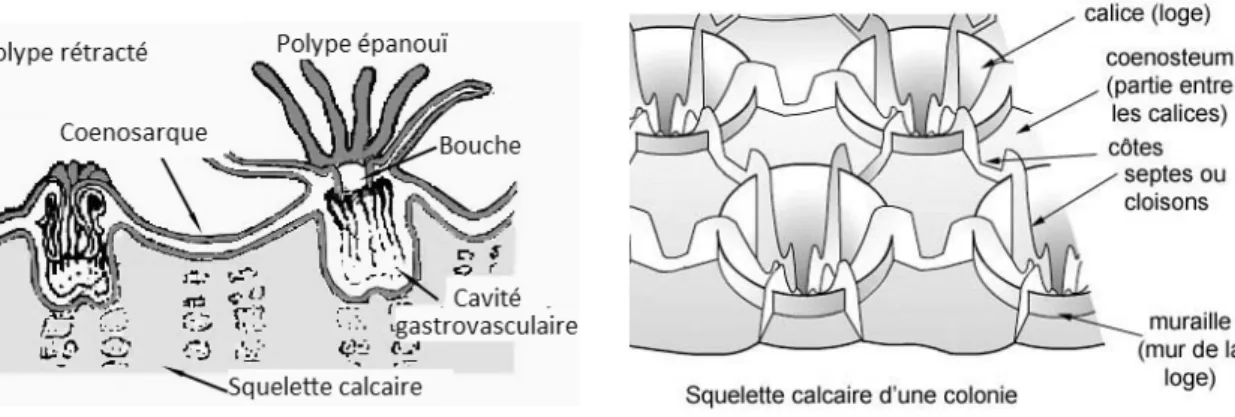 Figure 6: Coupe transversale de polypes coralliens            Figure 7: Squelette calcaire d’une colonie  (d’après IREMIA - http://coraux.univ-reunion.fr) 