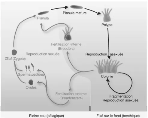 Figure 8: Cycle de vie des coraux  (d’après IREMIA - http://coraux.univ-reunion.fr) 
