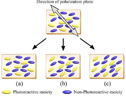 Figure 10. Three types of molecular reorientation of photoreactive SCLCPs irradiated with linearly  polarized  light:  (a)  no  photoreorientation,  (b)  selective  photoreorientation  of  photoreactive  mesogens; and (c) cooperative photoreorientation (74
