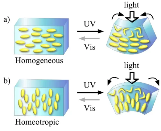 Figure 13. Schematic illustration of the photoinduced bending phenomenon of azobenzene SCLCP 