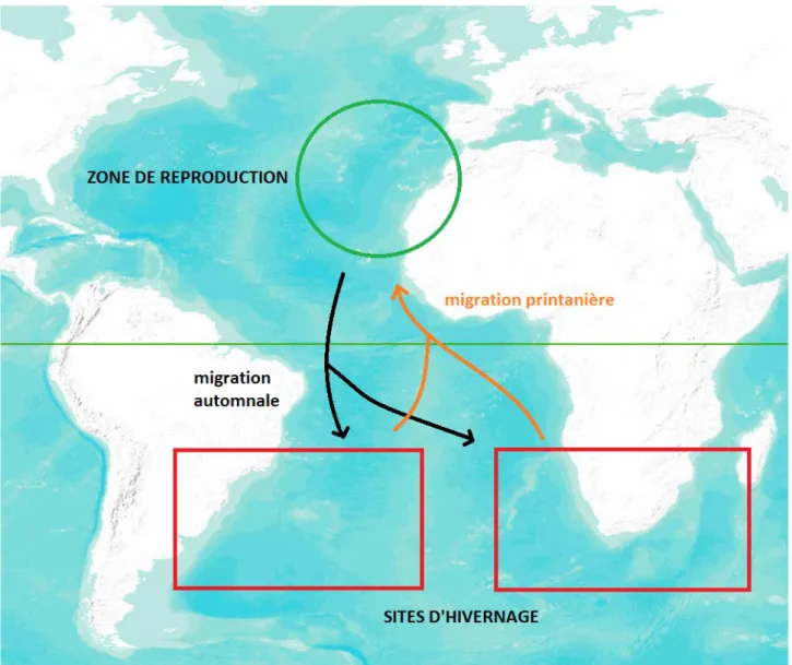 Figure 1. Localisation  de  la  zone  de  reproduction  (cercle  vert)  et  des  zones  d’hivernage connues (carrés rouges)  du  Puffin  cendré  atlantique  à  partir  d’observations  en  mer