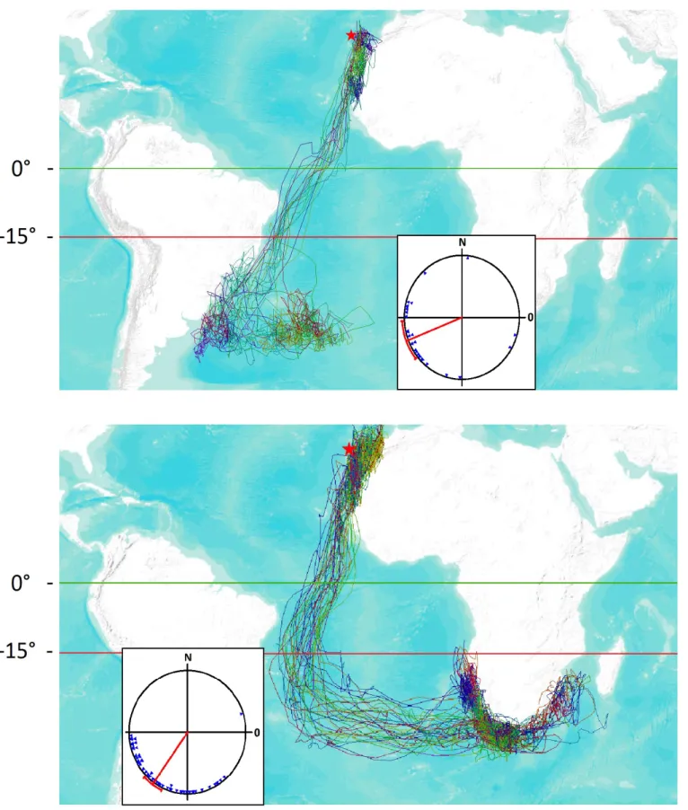 Figure 5. Trajets et vents moyens rencontrés en Atlantique sud par les migrants dirigés  vers  l’Amérique  du  Sud   (haut)  et  l’Afrique  du  Sud  (bas)