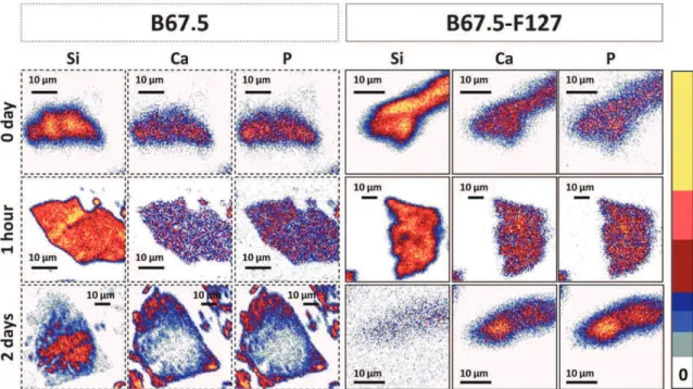 Fig. 6 Evolution of elemental concentrations at the periphery of B75 grains (-) and in the volume of B75-F127 grains (,).