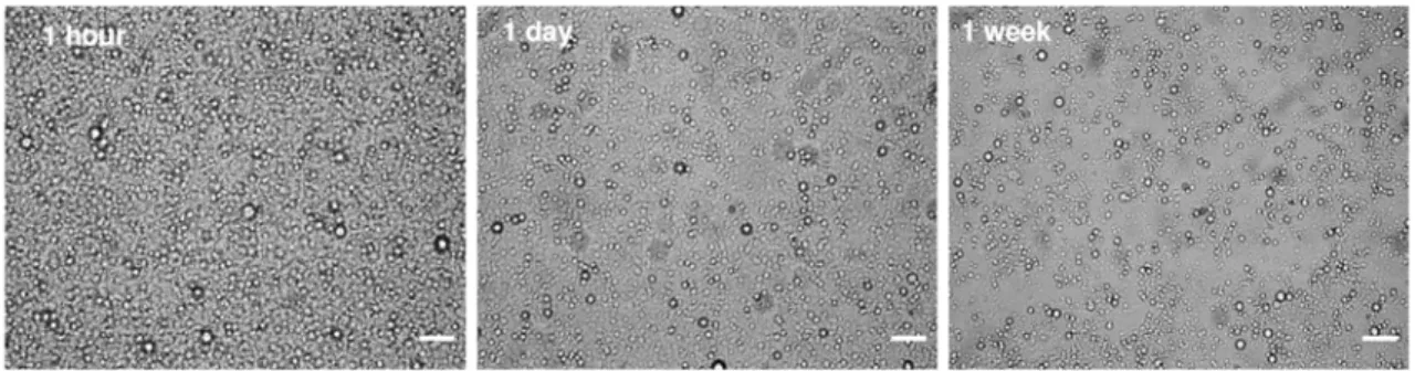Fig.  4.  Optical  micrographs  of  SPI/ α -tocopherol  emulsion  (M0)  1  hour,  1  day  and  1  week  after high pressure homogenization at 50 MPa