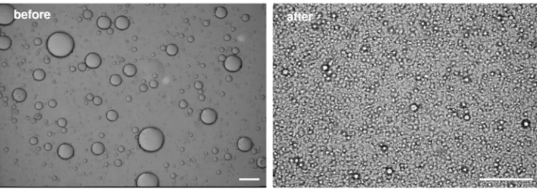 Fig.  6.  Optical  micrographs  of  SPI/T  emulsion  (M0)  before  and  after  high  pressure  homogenization at 50 MPa