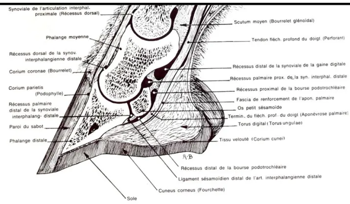 Figure 16 : Coupe sagittale d une région digitale de cheval : Moyens d’union et structures synoviales  de l’AIPD 