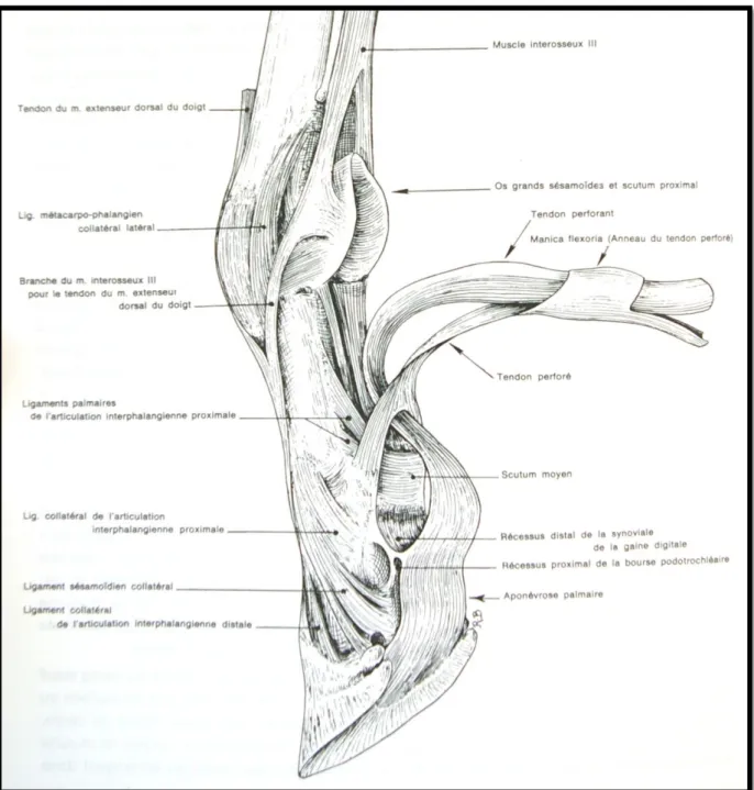 Figure 17 : Vue palmaro-latérale d’un membre antérieur de cheval : Terminaison du TFPD (gaine  digitale ouverte) (B ARONE , 1980)  