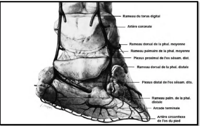 Figure 18 : Artères du pied du cheval : Terminaisons des artères digitales propres latérale et médiale  (K AINER  1989) 