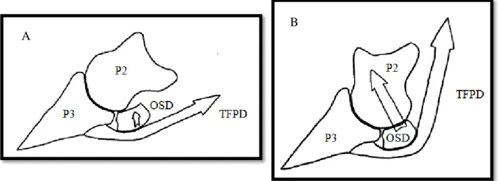 Figure 23 : Contraintes exercées sur l’OSD lors de la phase soutènement (A) et de propulsion (B)  (D ENOIX , 1994) 