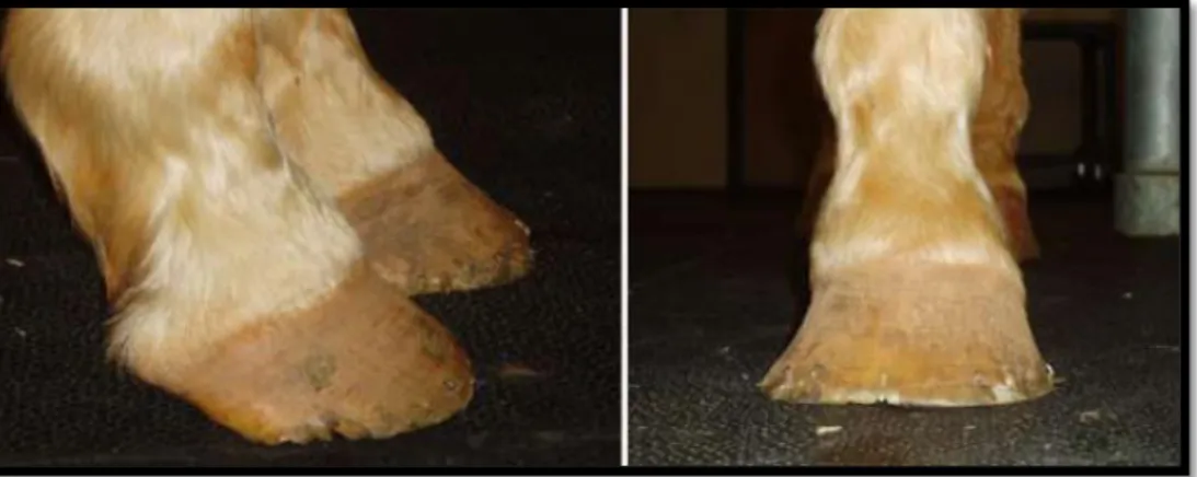 Figure 32 : Photographies mettant en évidence le déséquilibre des pieds d’un cheval souffrant de  SPT 