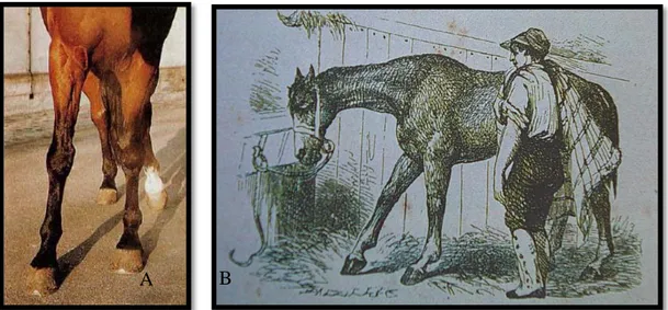 Figure 36 : Attitude antalgique caractéristique d’un cheval atteint de SPT : Membre en protraction et  en abduction 