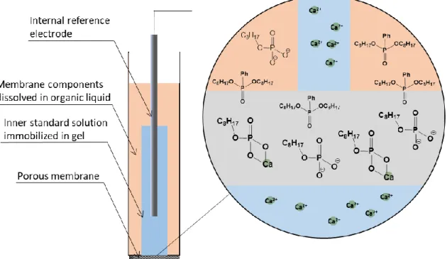 Figure 1.2. Liquid membrane ISE construction illustrated with the example from  [32]. 