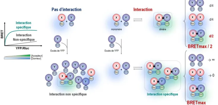 Figure 10 : Importance du rapport YFP/Rluc  Adapté de Bacart et al., 2008 26