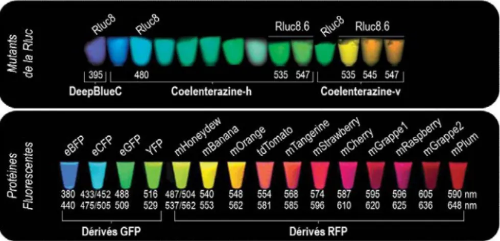 Figure 14 : Mutants de la Rluc8 et différents substrats utilisés dans les études de BRET 