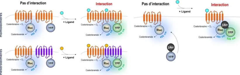 Figure 33 : Exemples d’interactions protéine-protéine développées en BRET dans le cas des  récepteurs liés aux protéines G