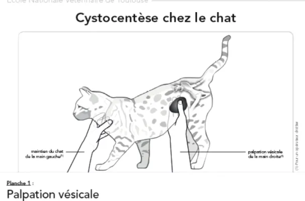 Figure 3 : Planche 1 – Palpation vésicale