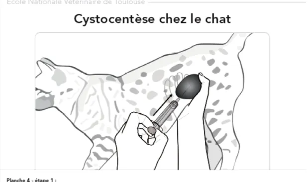 Figure 6 : Planche 4-1 – Cystocentèse : ponction vésicale