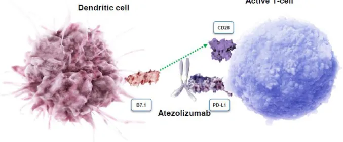 Figure 2 : Amorçage (ou « priming ») de lymphocytes T naïfs 