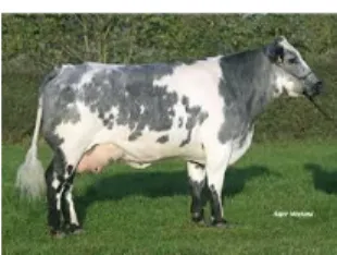 Figure 4: Photo d'une vache de race  rouge flamande (source google  image) 