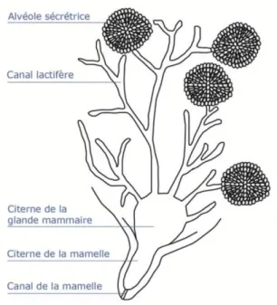 Figure 11: Vue en coupe d'une mamelle de vache [4] 
