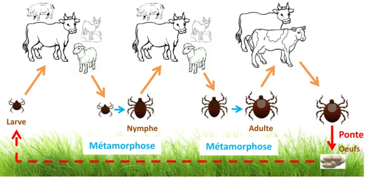 Figure 2. Cycle de la tique Amblyomma variegatum (d'après Chartier et al. 2000) 