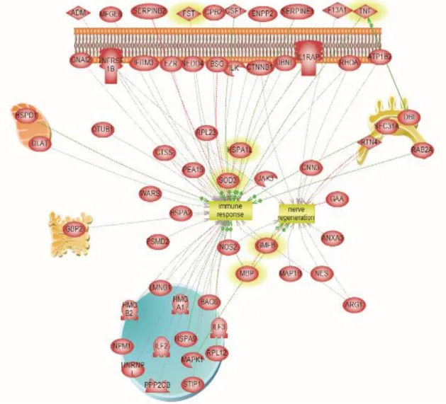 Figure 29. Pathway analyses of protein from exosomes of cortex and spinal cord microglia treated  with LPS 