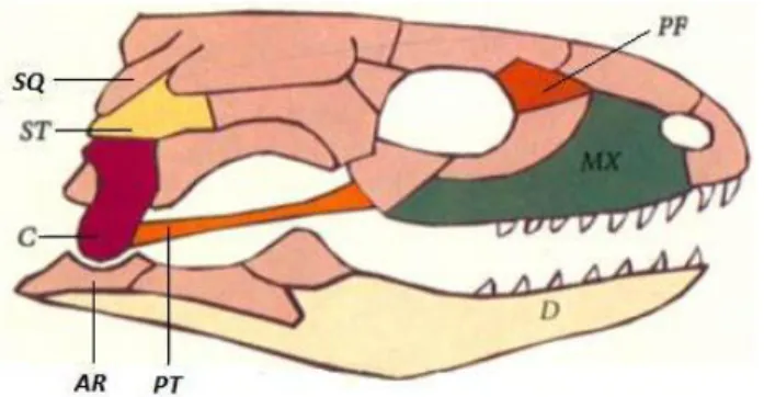 Figure 4: Schémas simplifiés de crâne de lézard et de serpent aglyphe, d’après (34). 