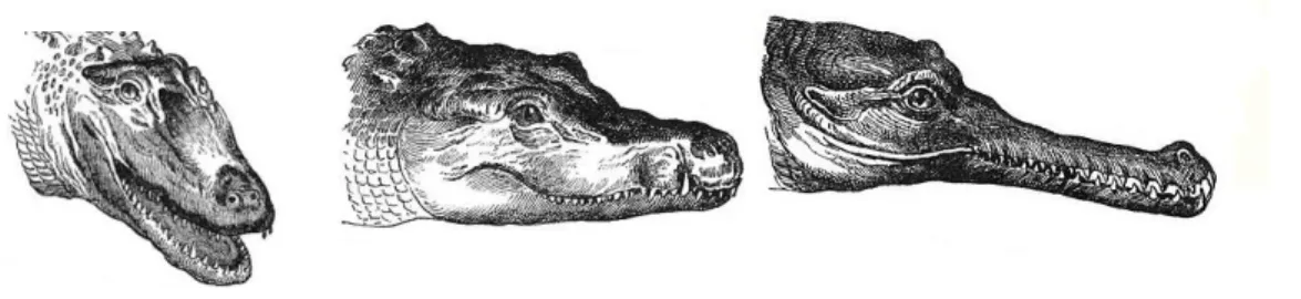 Figure  6:  Mâchoires  d’un  alligator  d’Amérique  (Alligator  mississippiensis),  d’un  crocodile  du Nil (Crocodylus niloticus), et d’un gavial du Gange (Gavialis gangeticus)