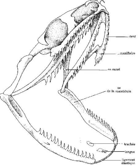 Figure 7: Squelette de la tête d’une couleuvre à collier (Natrix natrix), d’après 10 