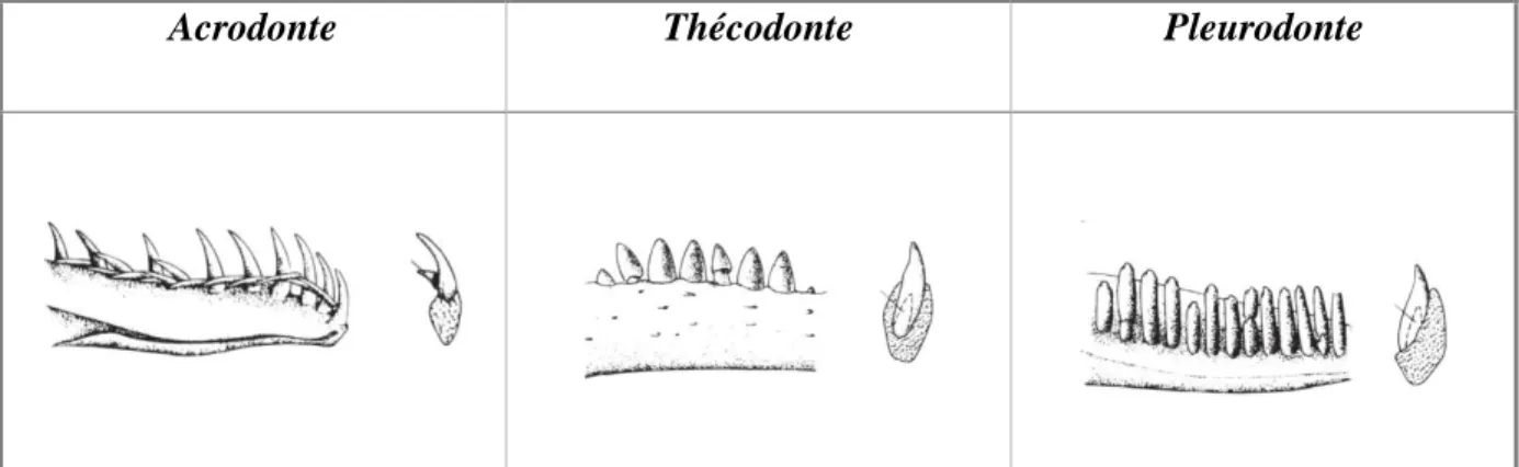 Figure 8: Les 3 types d’implantation de dents présents chez les reptiles, d’après (127)  