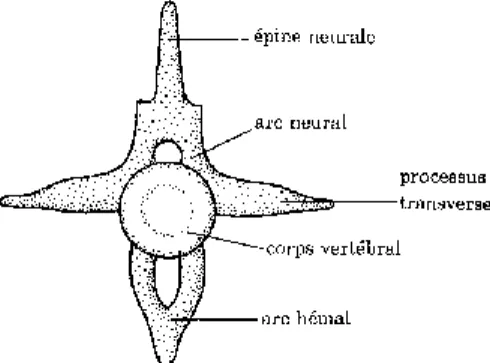 Figure 10: Schéma d’une vertèbre type, d’après (10).  