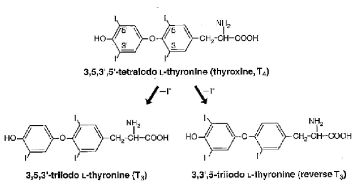 Figure 4 : Schématisation du transport de l'iode, de ses transformations et de ses régulations  jusqu’aux thyréocytes (D’après 106) 