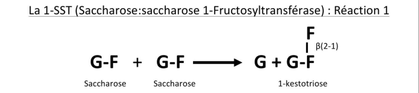 Figure	  4	  :	  Description	  de	  la	  réaction	  catalysée	  par	  la	  1-­‐SST	  (avec	  G	  :	  glucose	  ;	  F	  :	  fructose).	   	  