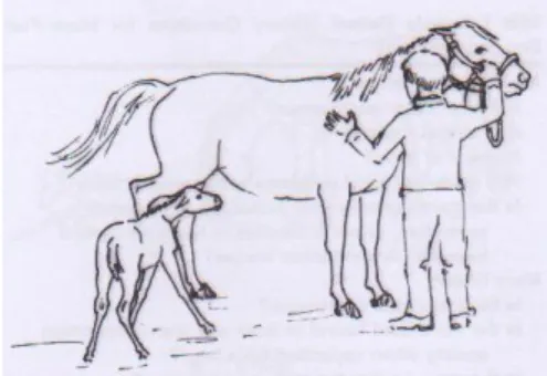 Figure 4 : Contention de la jument par l'éleveur pour que le poulain accède aux mamelles   (d'après Elkanah et coll., 2005) 