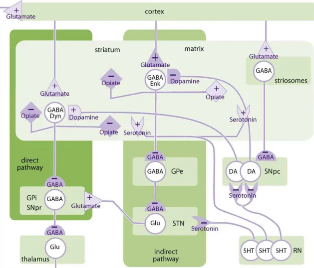 Figure 4 : les voies directe et indirecte du circuit cortex – noyaux gris centraux. D’après Langen  et  al