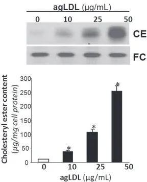 FIGURE 1 VSMCs were exposed to increasing concentrations (10, 25, and 50 mg/mL) of agLDL for 15 days