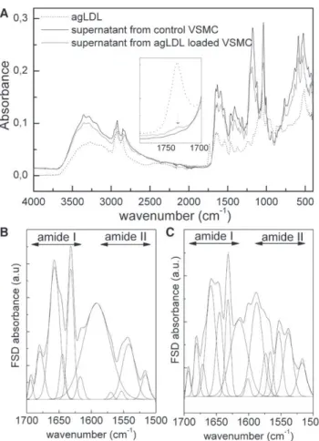 FIGURE 6 TGA and DTG of purified supernatants from control VSMCs and agLDL-loaded VSMCs.