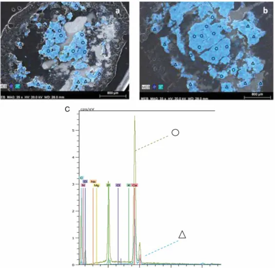 Figure 4. EDX analysis of the mineral layers in granules from GSBR. a) granule from R1; b) granule from R2; c) Inner ( ) and outer ( ) layer-patterns with EDX analysis from Figure 4a.