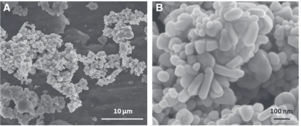 Fig. 1 shows the 100 nm particles provided by Sigma-Aldrich observed by SEM. At high magniﬁcation (B) the observation conﬁrms the narrow distribution in diameter around 100 nm